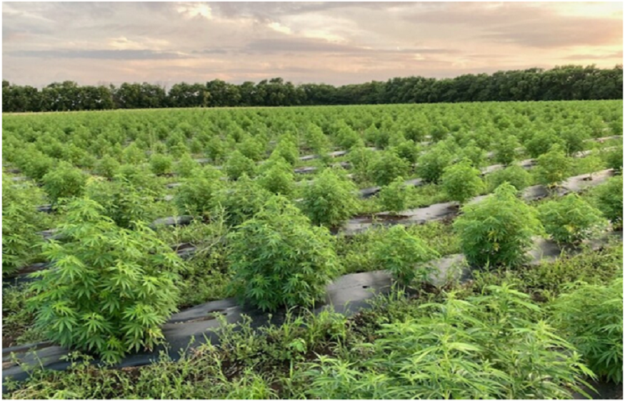 Hemp, Marijuana and CBD